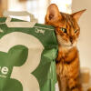 Kat gnider sig på Omlet 3 pine kattegruspose