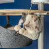 Sød hvid fluffy kat leger med fiskelegetøj i hængekøjen i et Omlet kattetræ fra gulv til loft