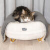 Kat sover på Omlet Maya katteseng i Snowbold hvid med Gold hårnåle fødder og Omlet Lux kattedækken