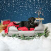 Sort labrador på en grå memoryskum seng med støttekant i julelandskab