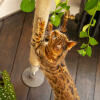 Katte kradser sisal af Freestyle indendørs kattetræ