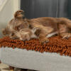 Hund ligger på Omlet Topology hundeseng med mikrofiber top med træfødder med messingkappe