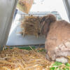 En kanin, der spiser fra høhækken i et Eglu Go kaninhus.