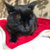 En kat hviler på et rødt Omlet kattetæppe