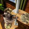 Kat hopper op ad trinene på et indendørs Freestyle kattetræ