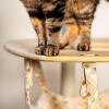 Kat står på toppen af et indendørs Freestyle kattetræ hængekøje
