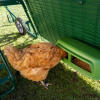 Kylling spiser inde i løbegården dæksel til Eglu Go op hønsehus