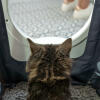 Kat sidder i Maya kat kattebakke møbler får privatliv