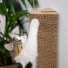 Katten leger med det vægmonterede kradsetræ