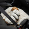 Terrier spændt sikkert på et bilsæde liggende på sit tæppe i imiteret lammeskind