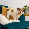 Lille Terrier, der står på en blågrøn sofa med en gul bold i munden
