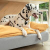 Dalmatinerhund sidder på Omlet Topology hundeseng med sækkestøtte og hvide hårnåle fødder