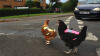 Høns i refleksvest på vejen