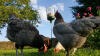 Flere kyllinger kan bruge puklegetøjet på samme tid - nogle pukler, andre samler korn op.
