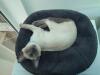 Katten elsker den