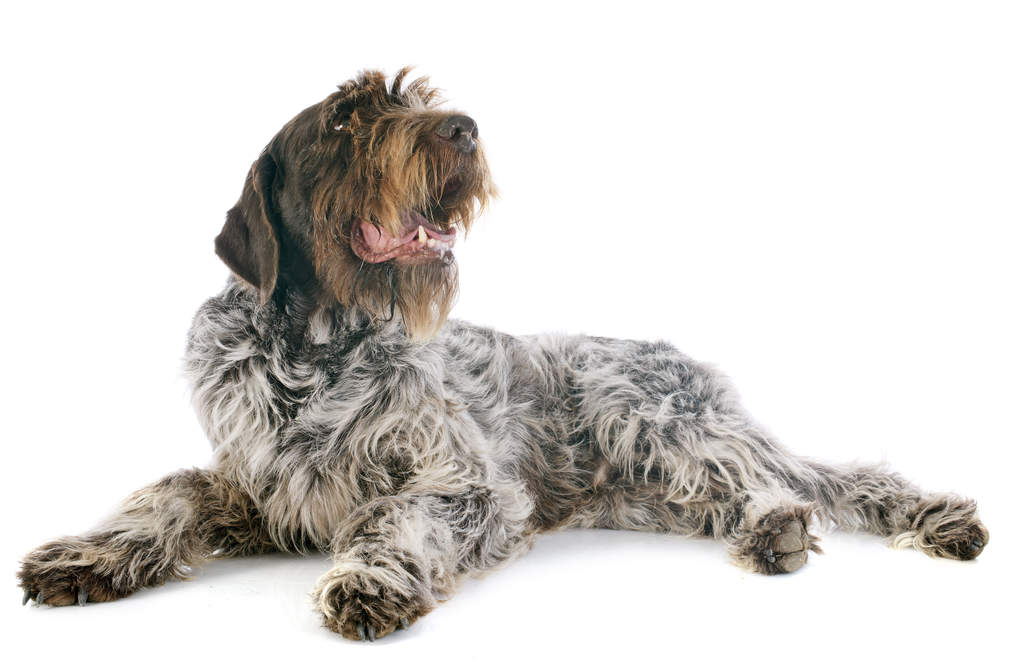 Korthals griffon rescue sale