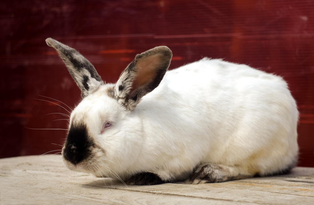 Californisk kanin | Californian For Sale | Rabbit Breeds