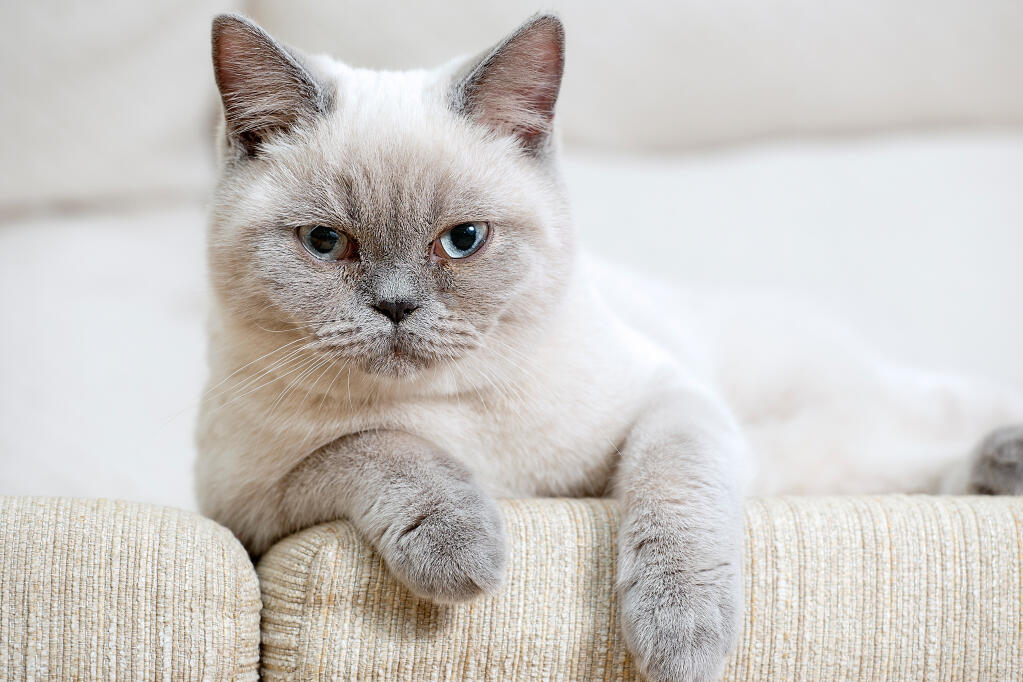 Britisk korthår - Colourpoint kat | Cat