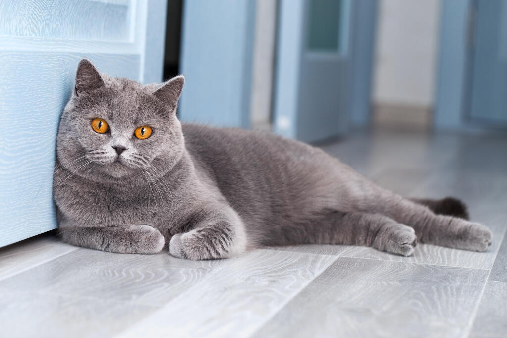Hofte skandale Etablering Britisk korthår - Self kat | Cat Breeds
