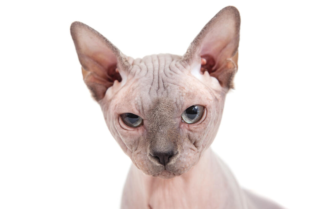 hvorfor Somatisk celle renovere Sphynx kat | Cat Breeds