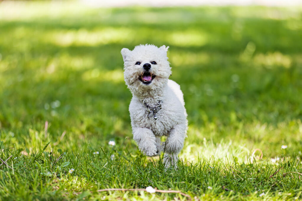 Bichon hot sale havanais frise