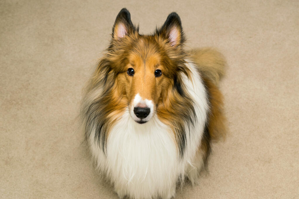 weekend kandidatskole holdall Collie (ru) hund | Dog Breeds