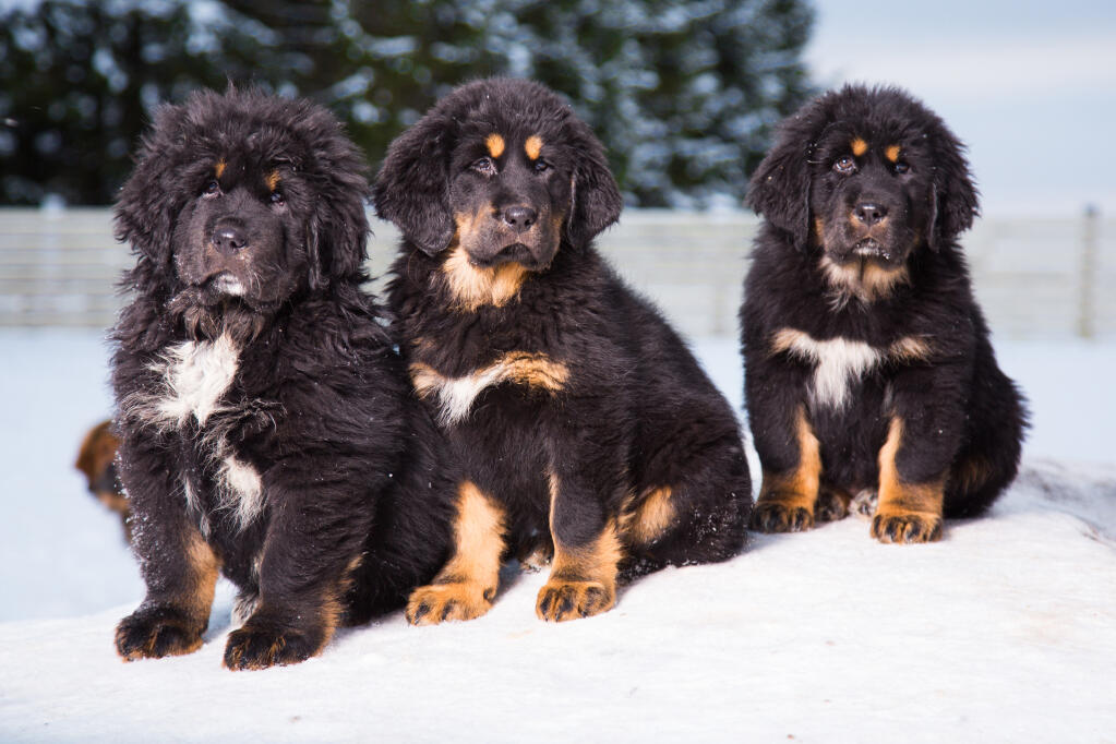 Mastiff tibetano sale puppy