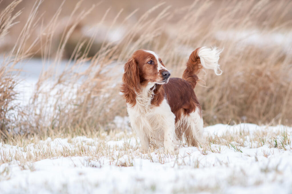 Springer Spaniel Welsh Dogs Information Om Racer Omlet