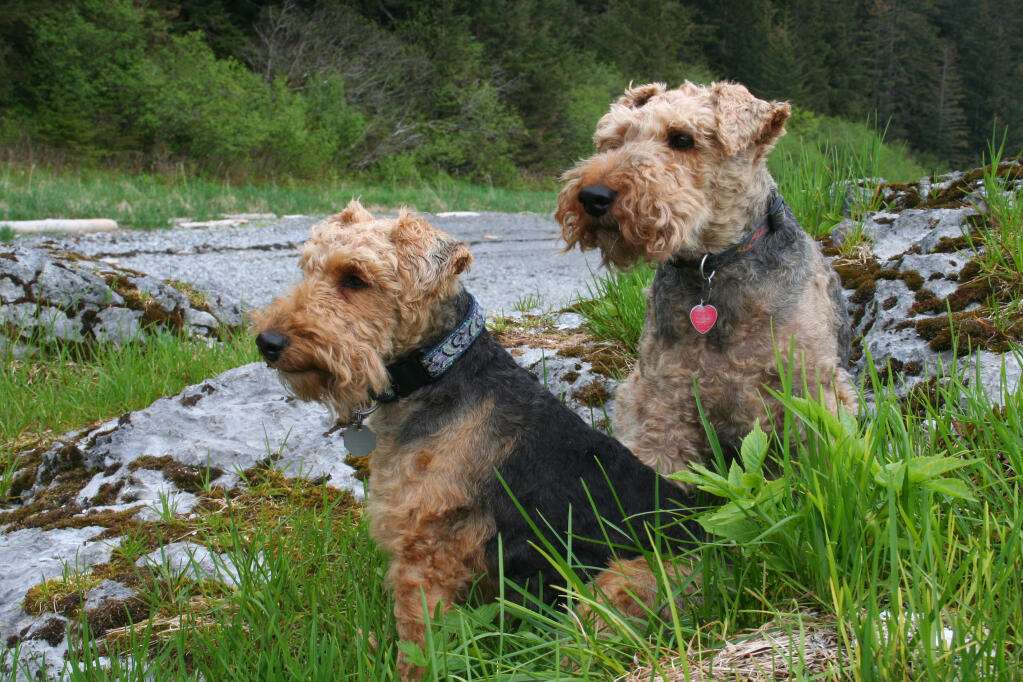 Welsh terrier poodle sales