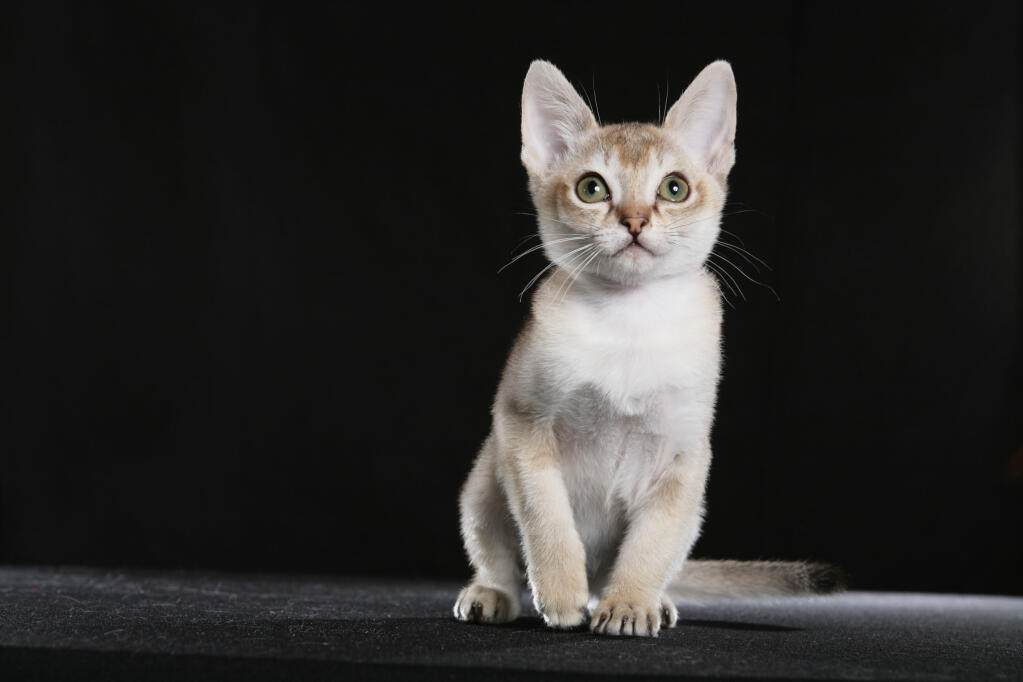 Singapura kat Cat Breeds