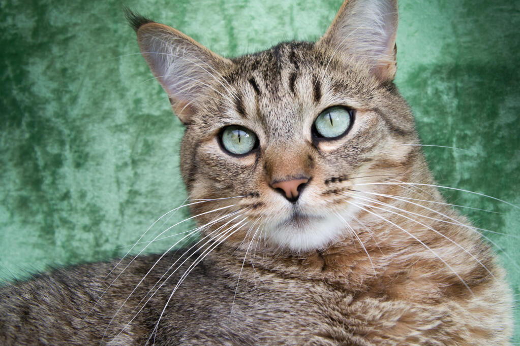 Vaccinere Gensidig Fodgænger Pixie-bob kat | Cat Breeds