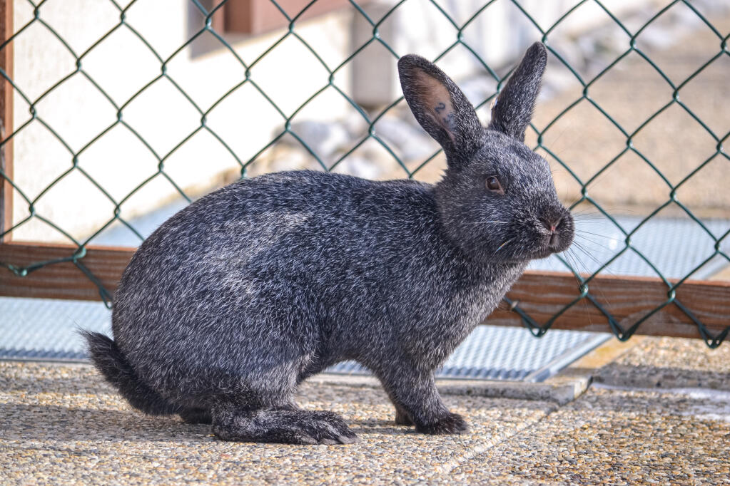 Skane Rabbits Sølvkanin | Silver For Sale | Rabbit Breeds