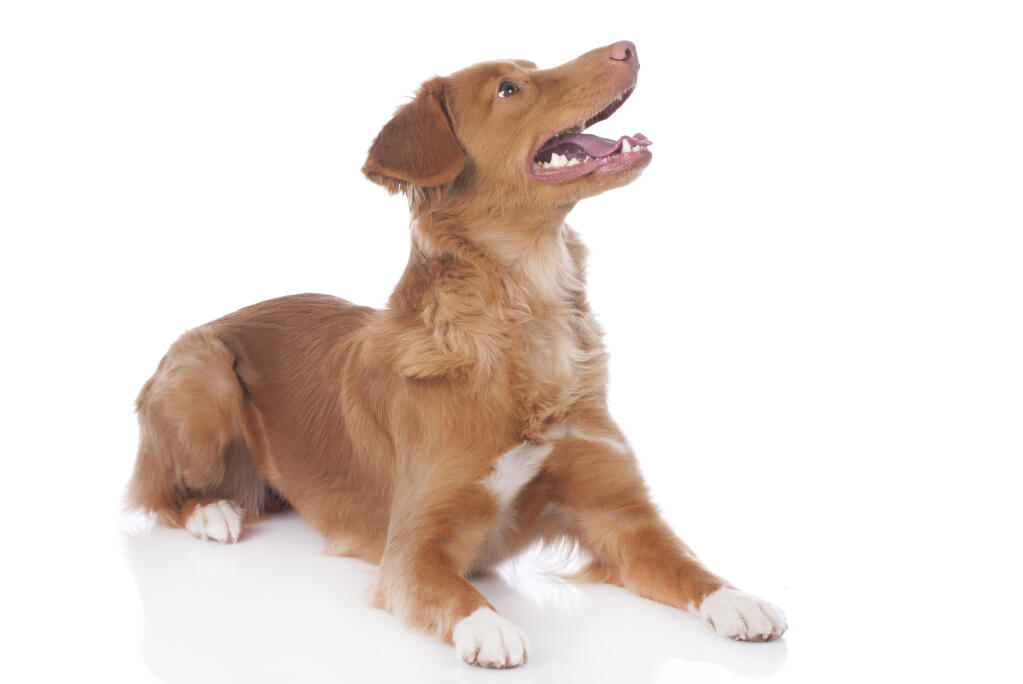 Chien nova scotia hotsell duck tolling retriever