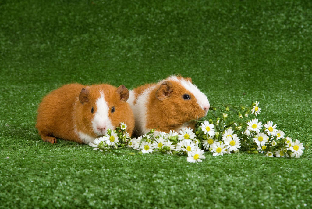 Pigsaurus Rex Rex marsvin | Rex For Sale | Guinea Pig Breeds
