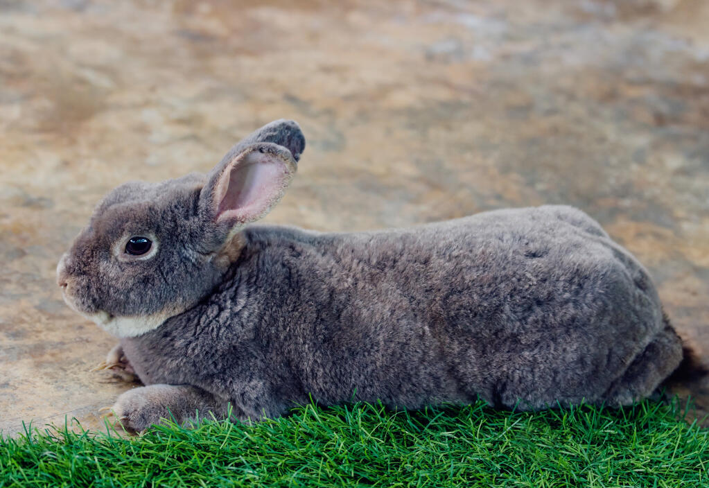 [Image: Rabbit-Flemish_Giant-The_wonderful_thick...rabbit.jpg]
