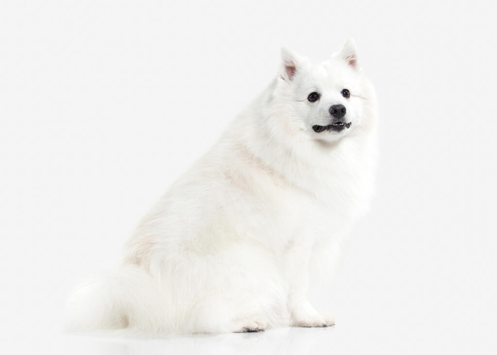 Japanese Spitz Dogs Information Om Racer Omlet