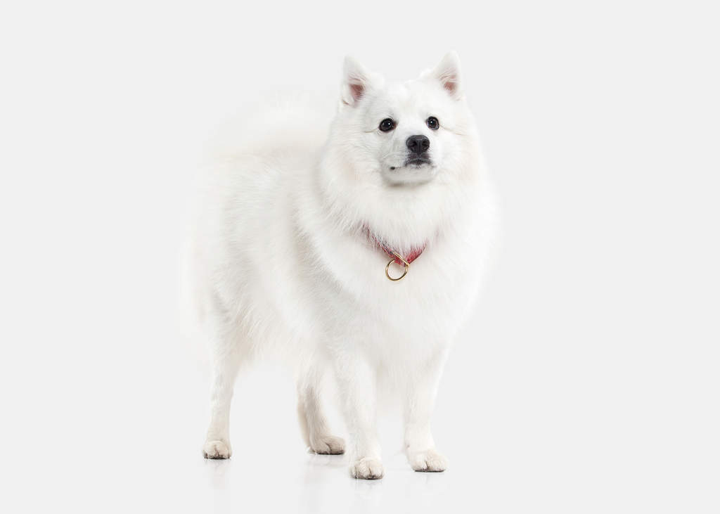 Japanese Spitz Dogs Information Om Racer Omlet