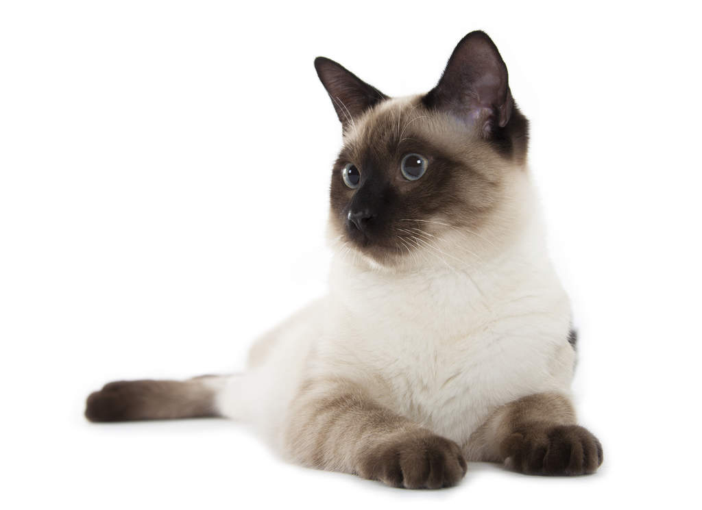 siamesisk-tabby-point-kat-cat-breeds