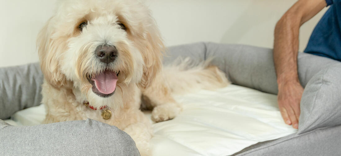 Integrér kølemåtten med din hundeseng med støttekant fra Omlet for at give din hund en luksus lur ved blot at stikke måtten ind under støttekanterne.