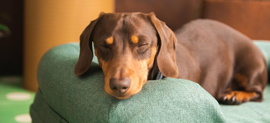 Chokoladefarvet og lysebrun gravhund med lukkede øjne,  der hviler hovedet på siden af ​​en grøn seng med støttekant.