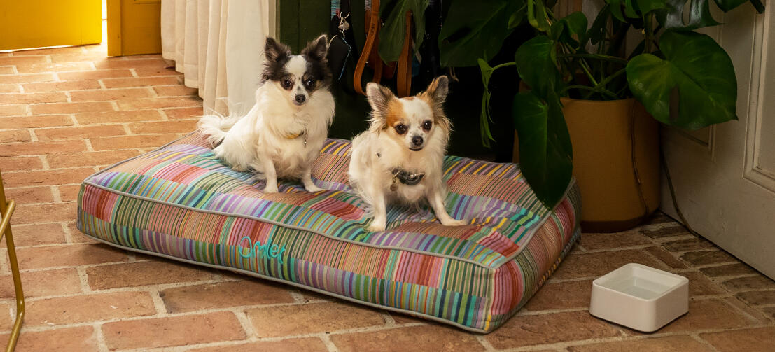 To chihuahuaer på en blød og pudeagtig Omlet pudeseng til hunde