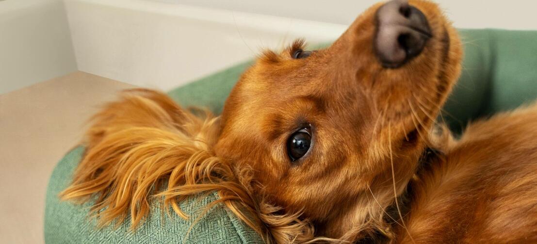 Kastanjebrun cocker spaniel slapper af på en grøn seng