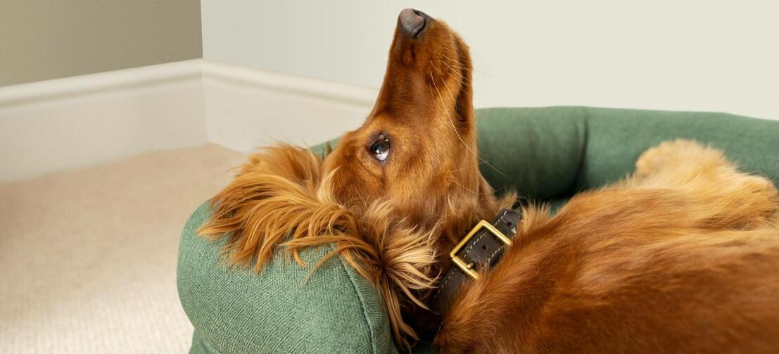 Kastanjebrun cocker spaniel på en grøn seng med næsen i vejret