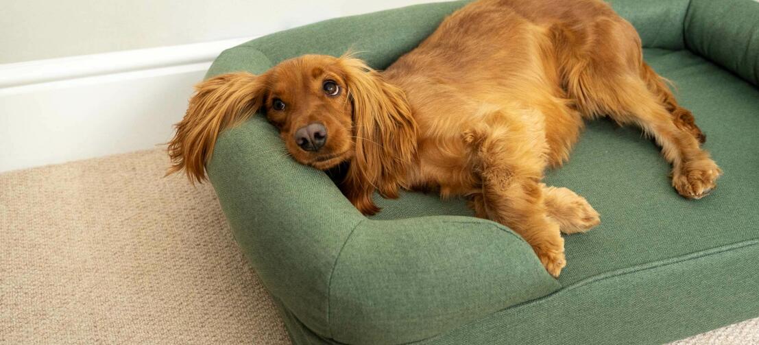Kastanjebrun cocker spaniel, der ligger behageligt på en grøn seng med støttekant
