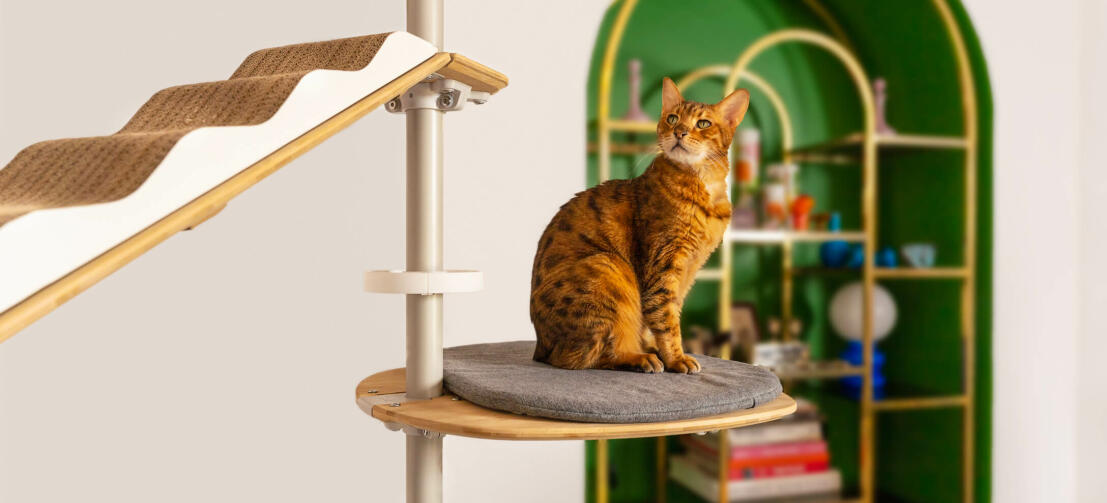Kat på Freestyle gulv til loft kattetræ pude platform