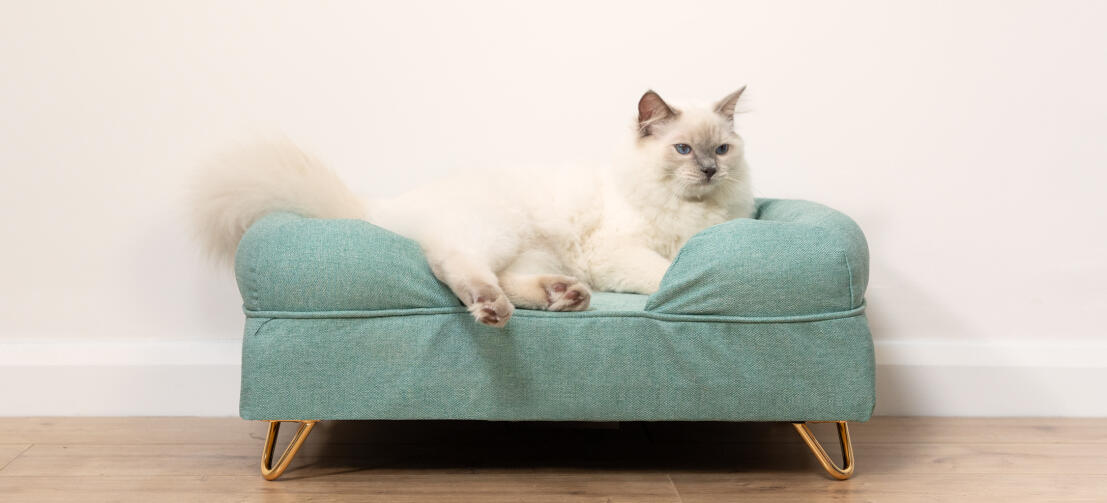 Sød fluffy hvid kat siddende på teal blå memory foam katteseng med Gold hårnåle fødder