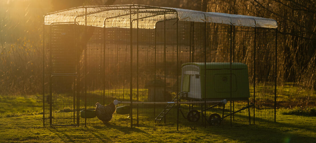 Eglu Cube hønsehus i en løbegård med klart overtræk på toppen og solnedgang i baggrunden