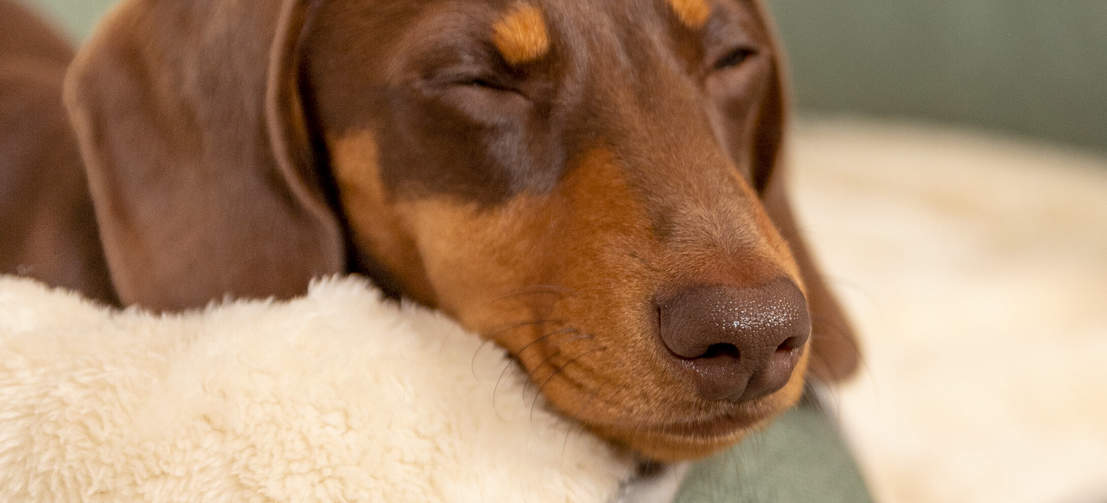 Den luksuriøse cremefarvede sherpa er superblød så din hund kan putte sig godt.