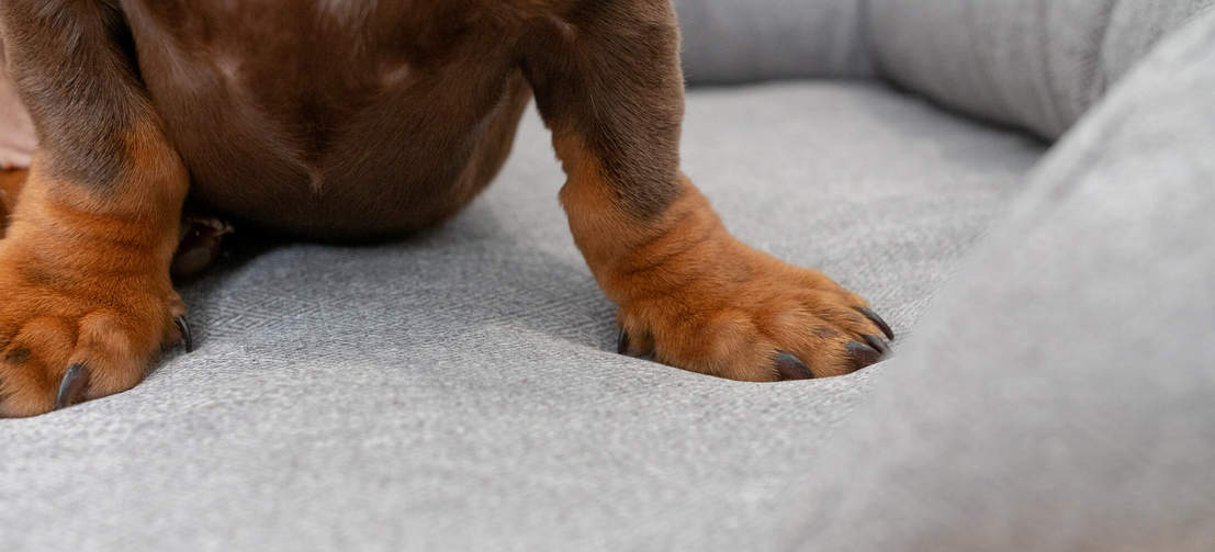 Close up af hundepoter på en Omlet memoryskum hundeseng med støttekant