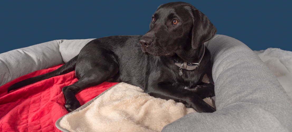 Labradoren Roger elsker at putte sig med det julestjernerøde tæppe i sin store seng med støttekant.